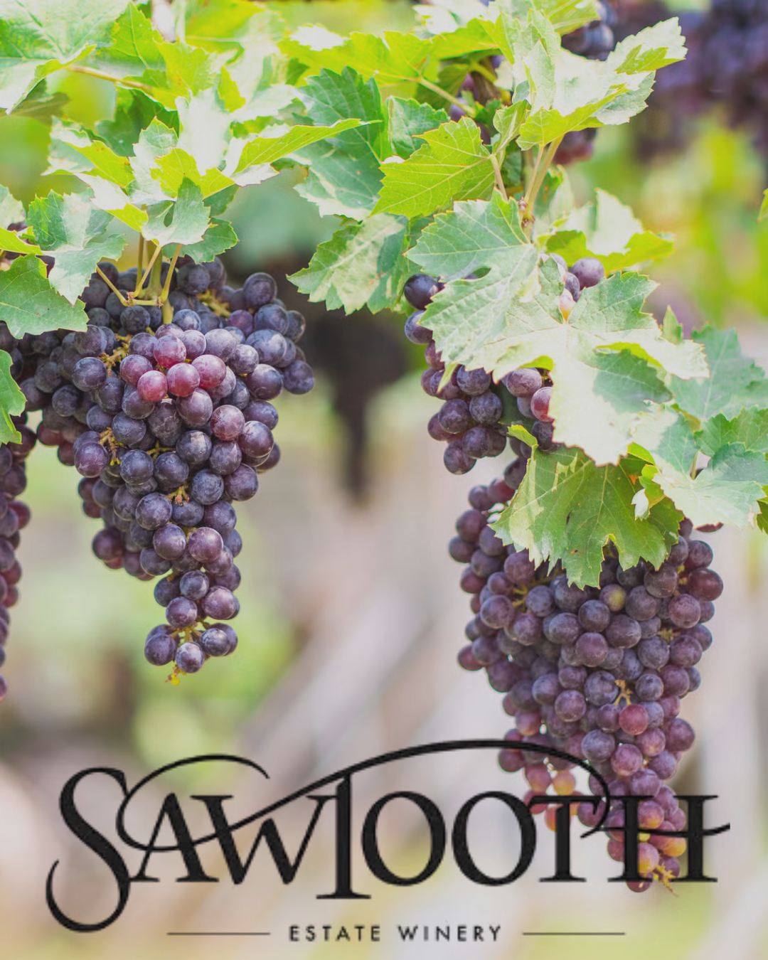 Sawtooth Winery